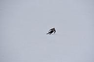 20190303-111125-1